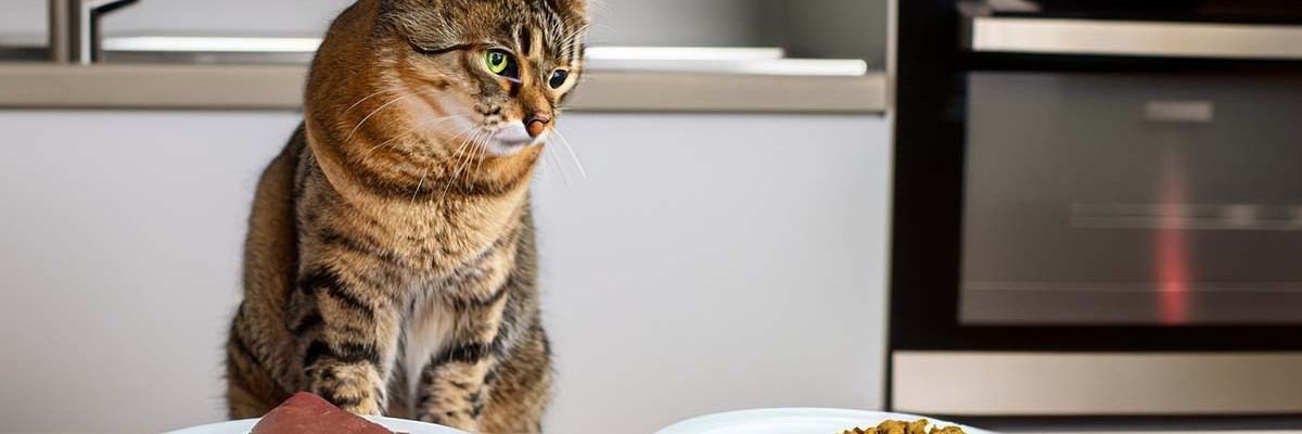 Чем кормить кота: cухой корм или натуральные продукты? фото