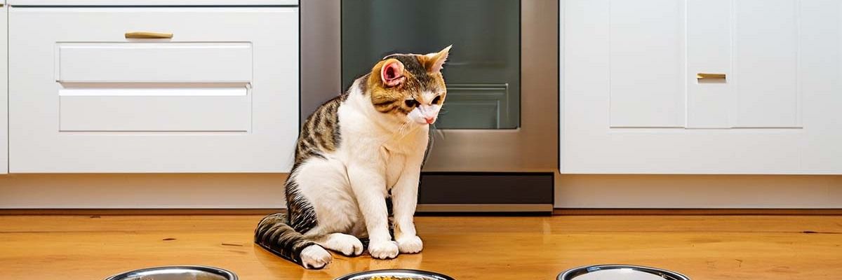 Вибір правильного корму для кішок: Як забезпечити баланс та поживність фото