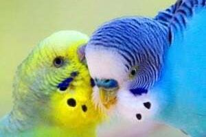 Хвилясті папуги - яскрава радість! фото
