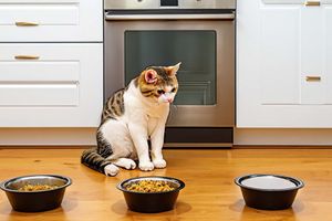 Выбор правильного корма для котов: Как обеспечить баланс и питательность фото