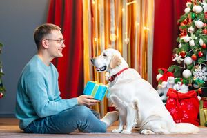 Подарки для питомцев на Рождество: как порадовать своих пушистых друзей в праздничный сезон фото